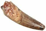 Fossil Spinosaurus Tooth - Feeding Worn Tooth #357814-1